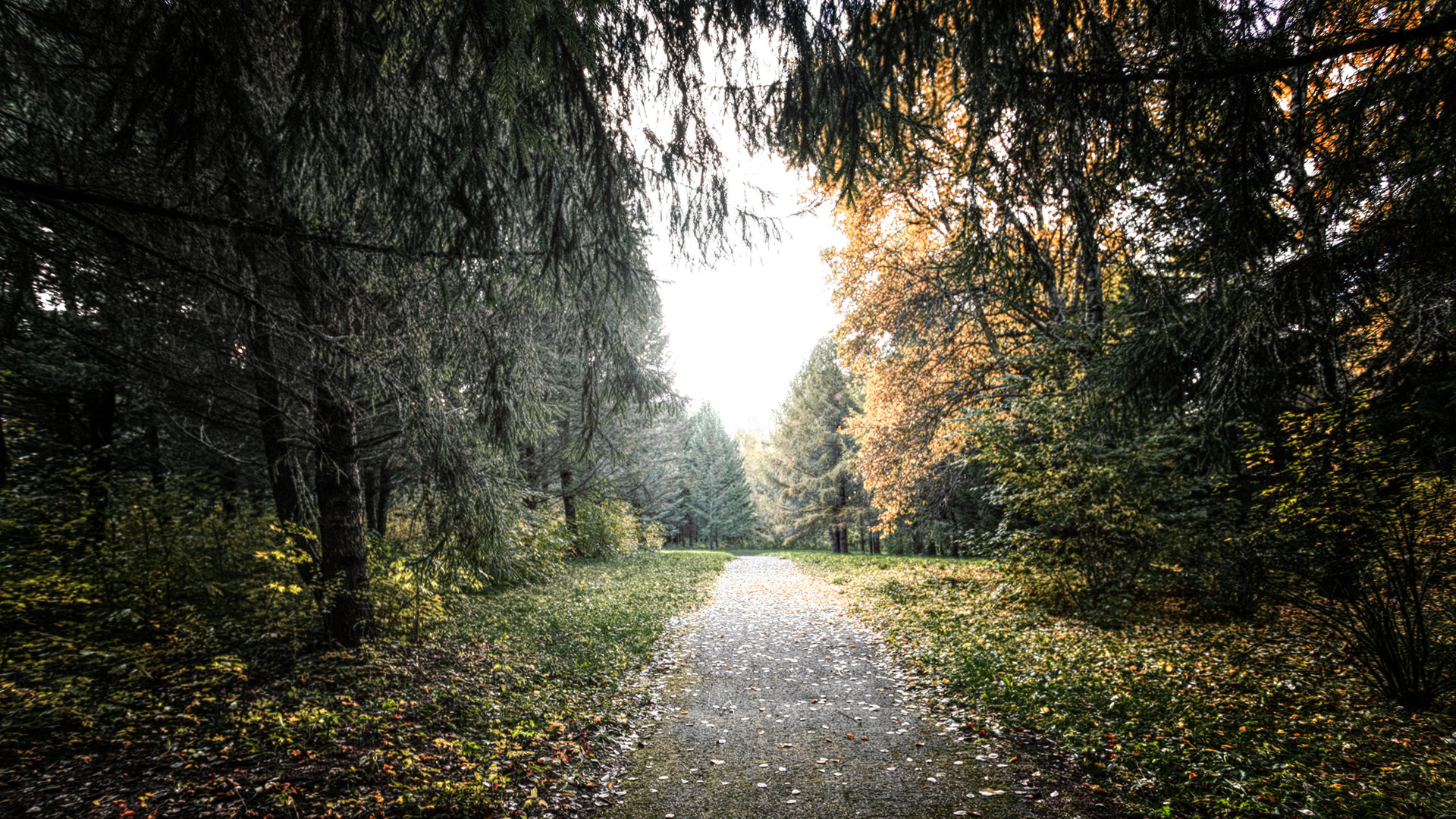 Wald